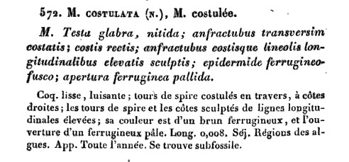 Conidae  nel Mediterraneo : Genere Mangelia